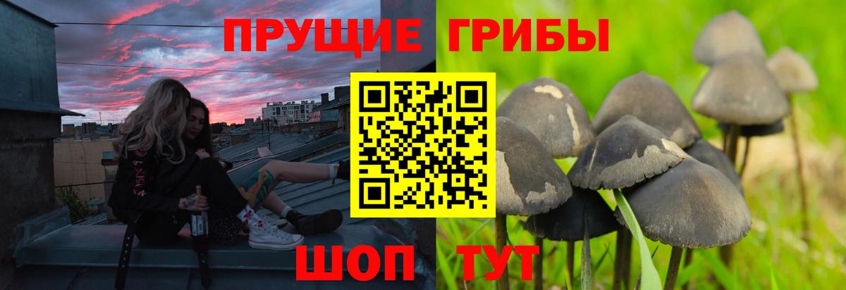 Пугачёв  Галлюциногенные грибы прущие грибы  Псилоцибиновые грибы мухоморы  Вход с VPN 